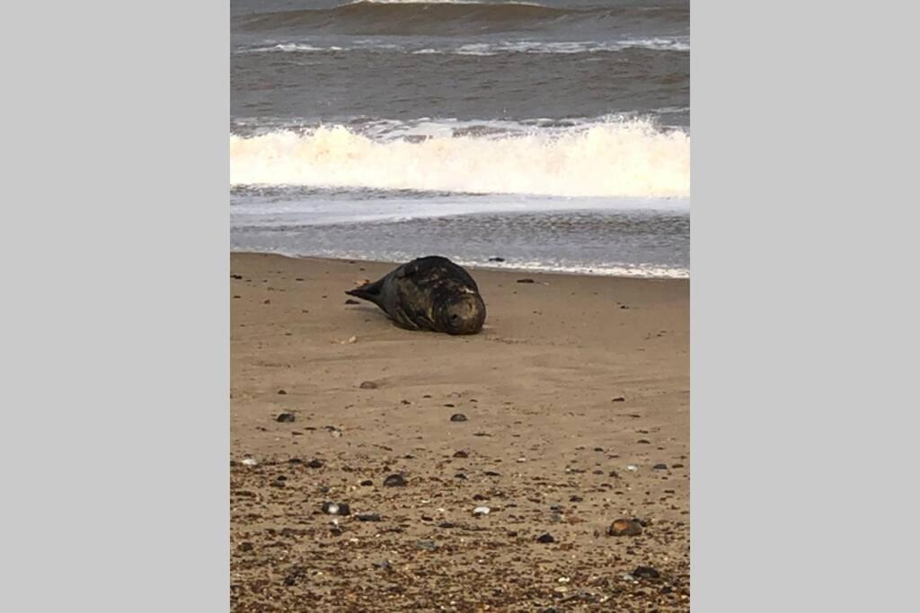 Dog Friendly Cottage 2 Mins To Beach With Hot Tub And Zappi Ev Lessingham المظهر الخارجي الصورة