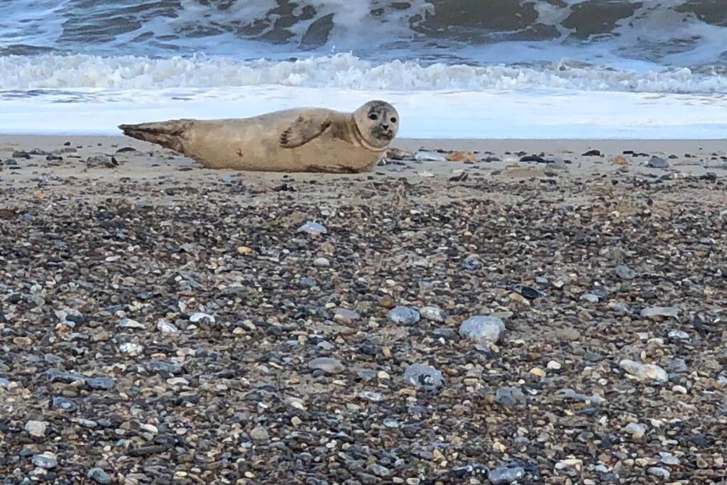 Dog Friendly Cottage 2 Mins To Beach With Hot Tub And Zappi Ev Lessingham المظهر الخارجي الصورة